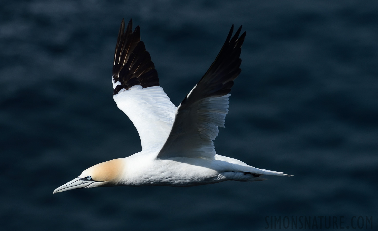 Morus bassanus [400 mm, 1/4000 Sek. bei f / 8.0, ISO 800]